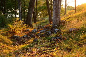Nature landscape during autumn in Sweden