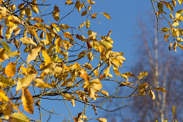 Fototapeta na wymiar Golden leafs against blue sky