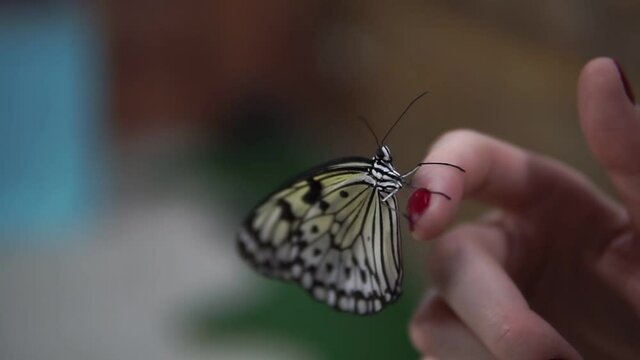 butterfly on the hand with a blurred background. Butterfly close-up. Nature. selective focus