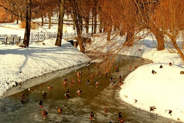 Nałęczów, Uzdrowisko, Sanatorium, Park, Pawilon, Kaczki, Staw,  © woodyd