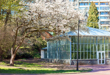 Greenhouse flowering tree and multi-storey house in city park in spring