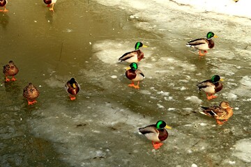 Nałęczów, Uzdrowisko, Sanatorium, Park, Pawilon, Kaczki, Staw,  © woodyd