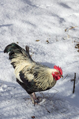 Cock walking outside in the snow
