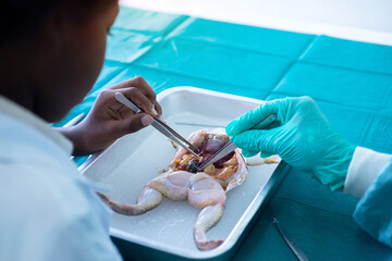 Dark-skinned children study frog anatomy and physiology in a school laboratory, inspirational...