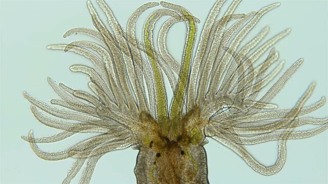 Worm Manayunkia baicalensis under a microscope, of the family Fabriciidae, has a corolla of tentacles at the front end with which they breathe. They feed on detritus. Sample found at Lake Baikal