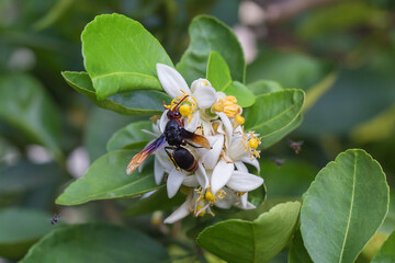 Vespa tropica (insect) sucks nectar from flower pollen which it’s a lime flower. The lime’s green leave as a background.