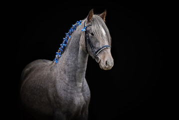 Grey andalusian horse with decorative bows in the main isolated on black background