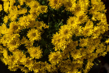 very beautiful chrysanthemums shot on a macro of different colors