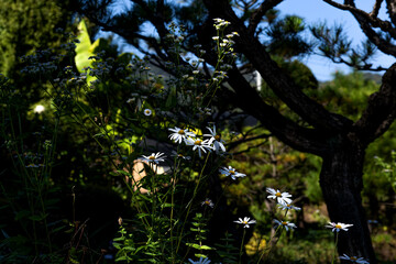 The beautiful wild flowers background blue sky.