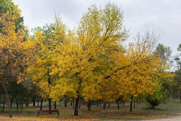 Naklejka premium autumn landscape with lush trees and leaves on the ground