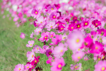 Obraz premium コスモス畑