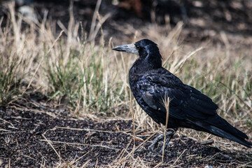 crow on the ground