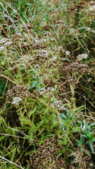 Dried wildflower in the field