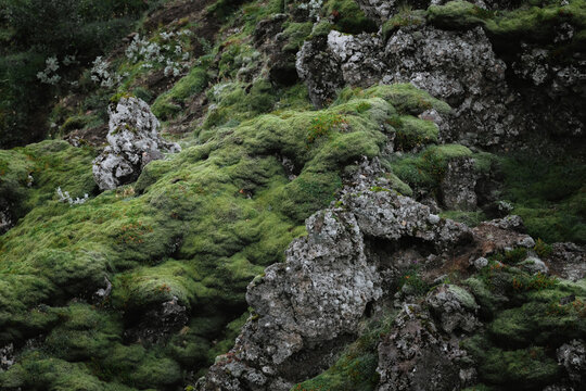 Rocks overgrown with moss in Iceland