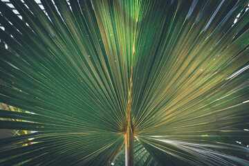 Leaf of a California fan palm