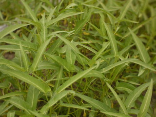 Fototapeta na wymiar dew on grass in the garden