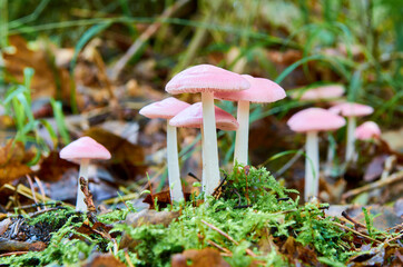 Pilze mit rosa Hut, der Rosa Rettich-Helmling Mycena rosea