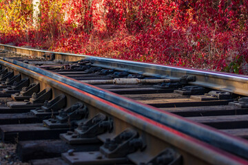Railway tracks from an abandoned old railway passing next to a wall with red ivy. Metal rails and wooden railway sleepers close-up.