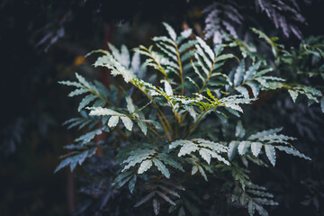 Leaves of Cape ash tree