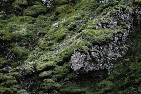 Rocks overgrown with moss in Iceland
