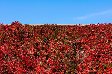 Red leaves of a plant on the wall. A red hedge against a blue sky. Ivy in the autumn.