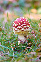 Fliegenpilz wächst im Gras