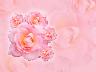Fototapeta premium five pink and yellow roses flower bouquet on blur pink background, wallpaper, copy space