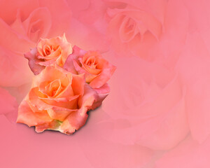 orange and pink roses flower on blur pink background, wallpaper, copy space