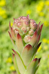 Peduncle of the Sempervivum plant close-up