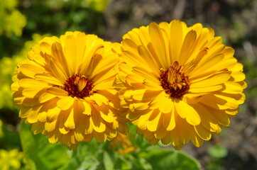 Bright flowers of calendula (Lat. Calendula officinalis) close-up