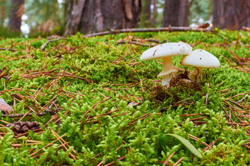 Zwei weiße Pilze mit Hut wachsen zwischen dem moos am Boden