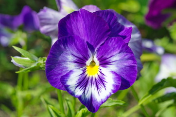 Viola tricolor, or pansies close-up
