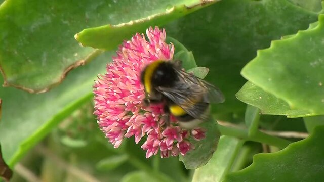 Eine Hummel in Nahaufnahme krabbelt auf den Bl&uuml;ten einer Fetthenne