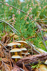 Eine Gruppe Pilze mit Hut wachsen zwischen Holz und Nadelblättern