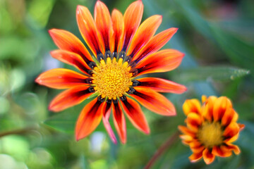 orange daisy flower