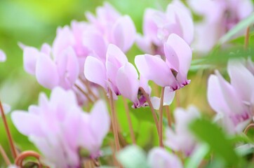Fototapeta premium spring crocus flowers