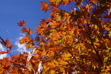autumn leaves against blue sky