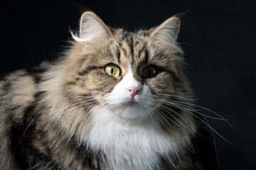 Fototapeta premium portrait of a cat