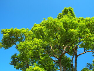秋の公園の楠木と青空