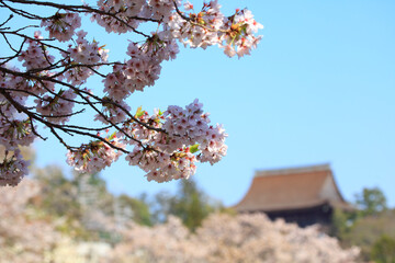 吉野山蔵王堂遠望