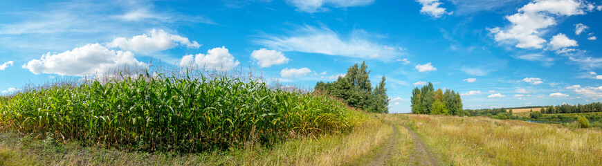 Sunny summer rural landscape with green corn field and rural road in august day