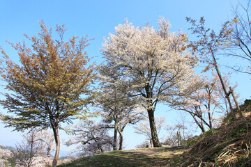 吉野山の山桜