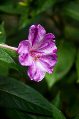 Obraz premium pink rose flower