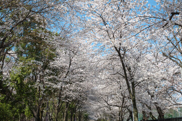公園の桜並木も満開