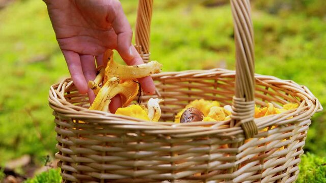 picking season and people concept - hand putting chanterelle mushrooms into basket in forest