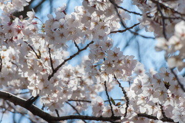 綺麗に咲いたｿﾒｲﾖｼﾉの花弁