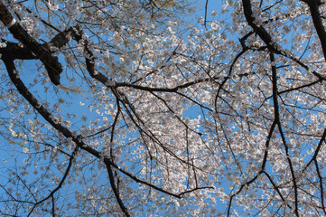 青空に枝を踊らせ咲き始めた桜