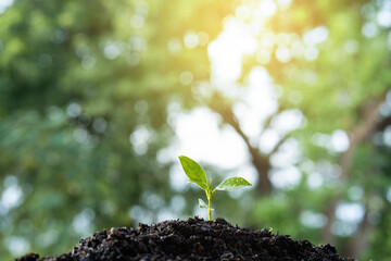 Seedling are growing in the soil and light of the sun.Planting trees to reduce global warming.