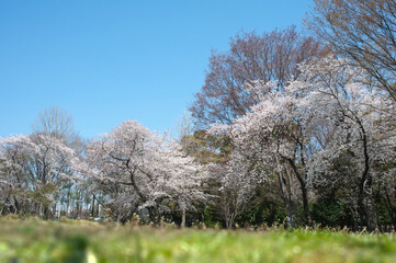芝生公園で青空のもと咲き誇る桜の木々
