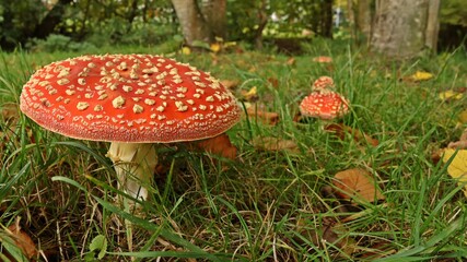 Fliegenpilze (Amanita muscaria) im Park